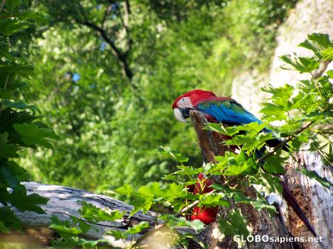 Postcard Green winged Macaw