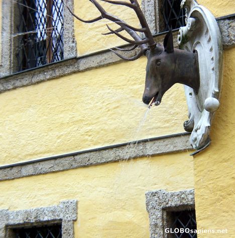 Postcard Water-spraying stag antlers