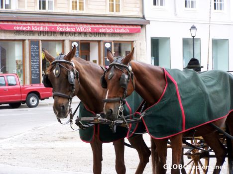 Postcard Horses waiting for a ride in ResidenzPlatz