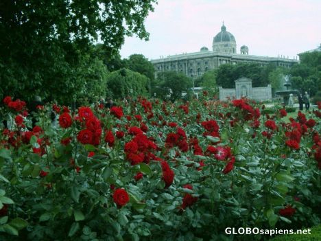 Postcard The Rose Garden