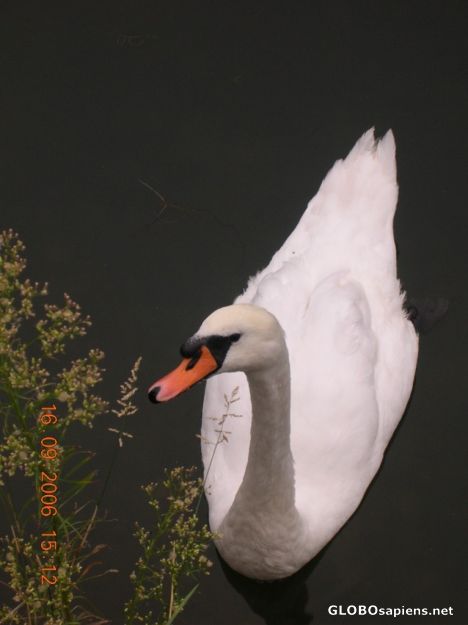 Postcard swan
