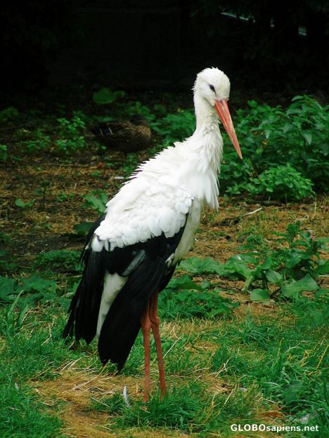 Postcard Stork