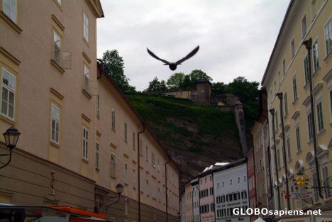 Postcard Salzburg (AT) - a pigeon in mid air
