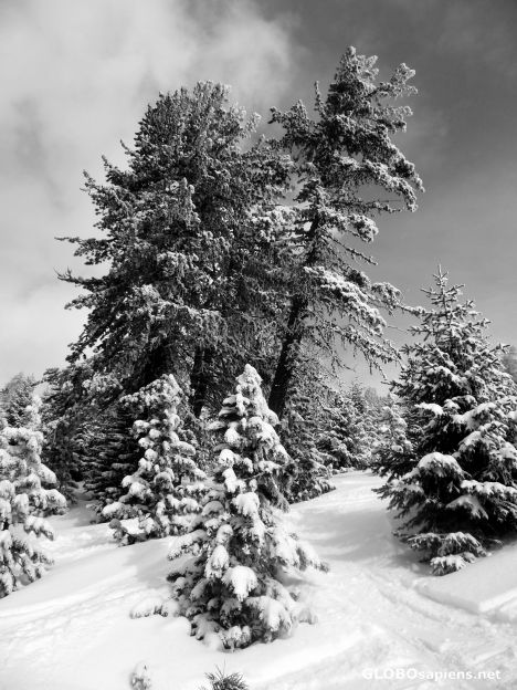 Postcard Snow trees (b/w)