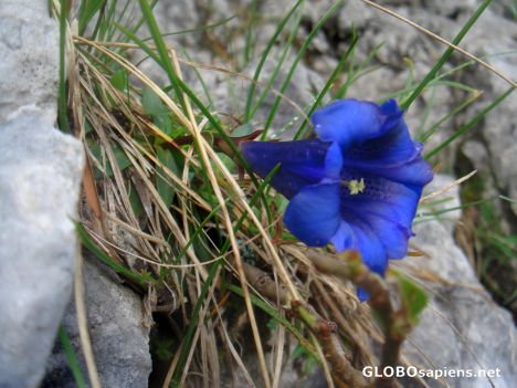 Postcard Enzian, the famous alp flower