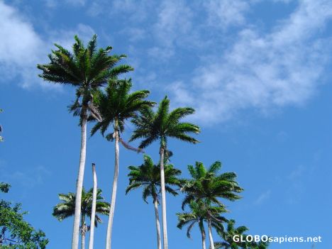 Postcard Palm trees