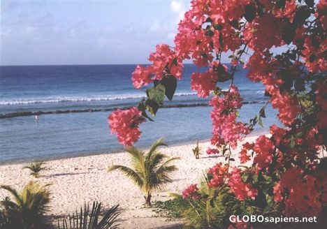Postcard Bougainvillea in Barbados