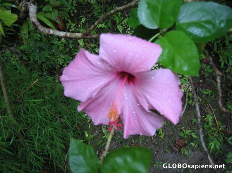 Postcard Hibiscus Flower