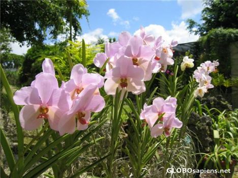 Postcard Orchid World