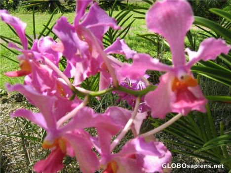 Postcard Orchid World