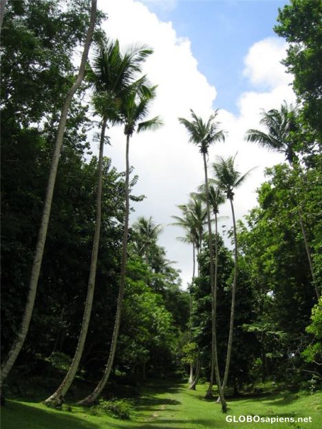 Postcard Rainforest in Barbados