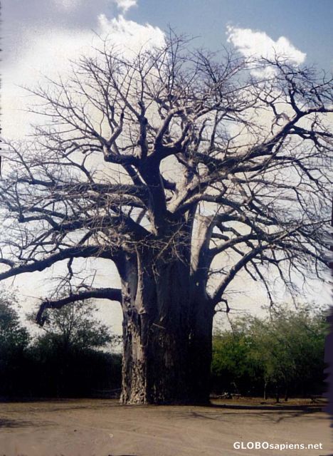 Postcard Lonely Baobab Tree