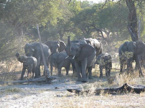 Postcard Elephants in Muhembo.