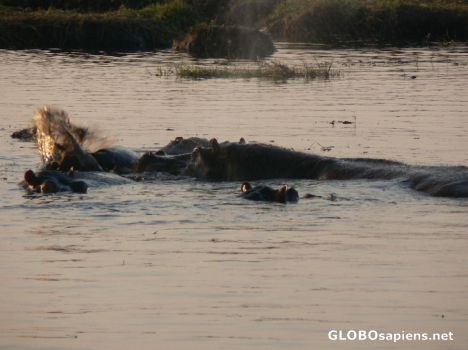 Postcard Submerged hippos