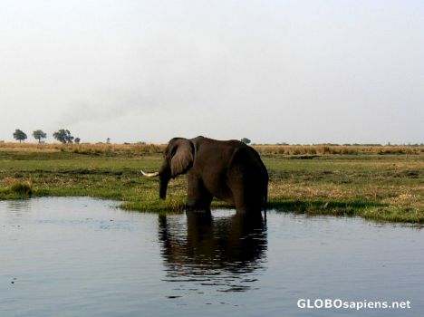 Postcard Elephant on water's edge