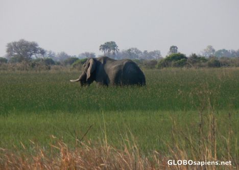 Postcard A grazing elephant
