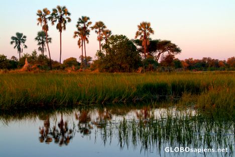 Postcard Okavango Delta - Palm trees