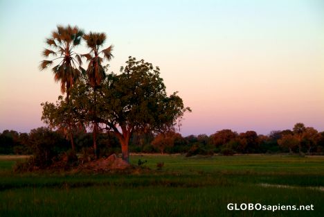 Postcard Okavango Delta - Highwaters