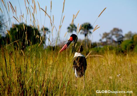 Postcard Okavango Delta - Saddlebeak Stork