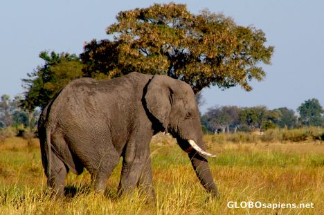 Postcard Okavango Delta - Solitary Elephant