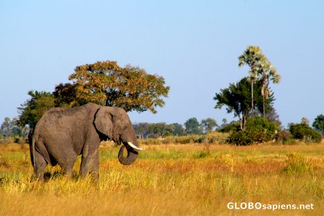Postcard Okavango Delta - Elephant on a walk