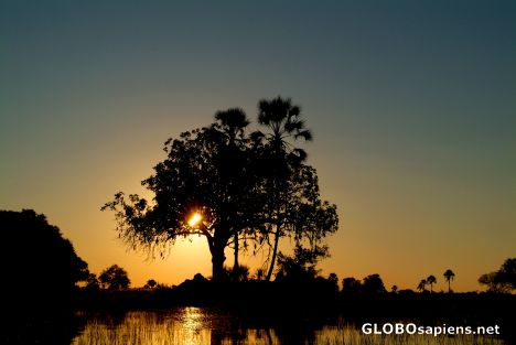 Okavango Delta - The Sun behind a tree