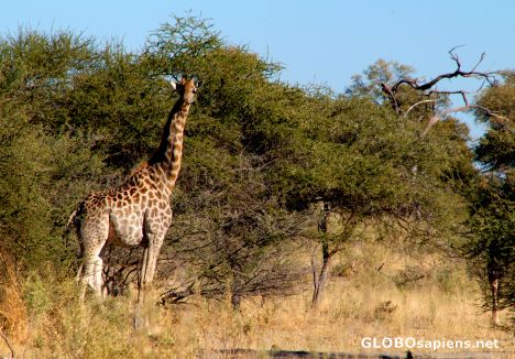 Postcard Okavango Delta - Giraffe