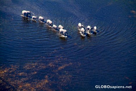 Postcard Okavango Delta - Elephants from the air