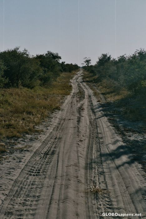 Postcard Sandy road in Chobe National Park