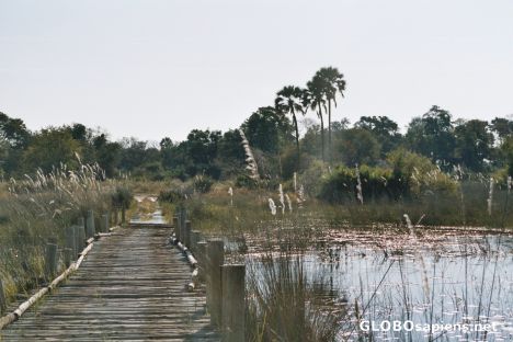 Postcard Bridge and sandy road in the okovango delta