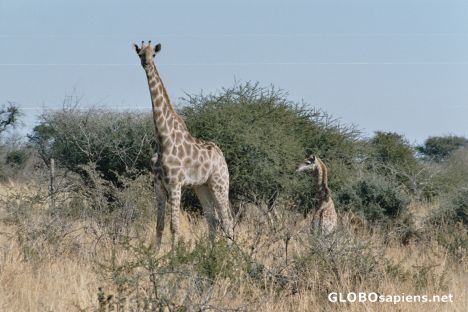 Postcard Giraffe with baby in the central kalahari
