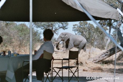 Postcard Elefant passing very close to our campsite
