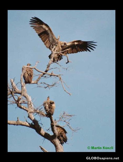 Postcard Vulture landing on a tree