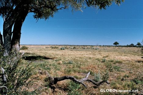 Postcard Landscape in the Savuti Marshes Chobe Nat. Park