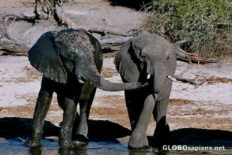 Postcard Don't take my water away, Elephants at Chobe river