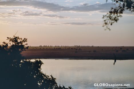 Postcard Elephant Invasion... Chobe River Sunset