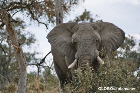 Postcard Big Elephant Bull's Head behind a shrub
