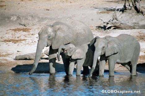 Postcard Elephant Family drinking at Chobe River
