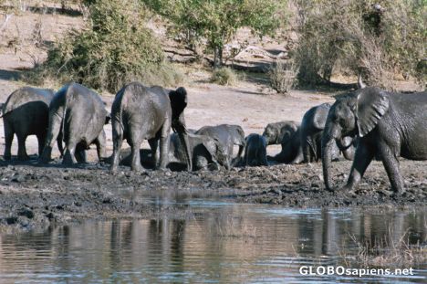Postcard Elephants bathing in the mud