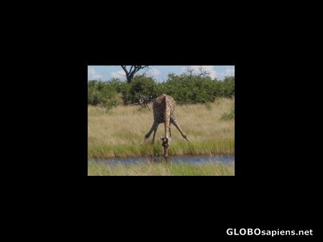 Postcard Giraffe - Moremi Game Reserve