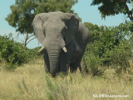 Postcard Elephant - Moremi Game Reserve