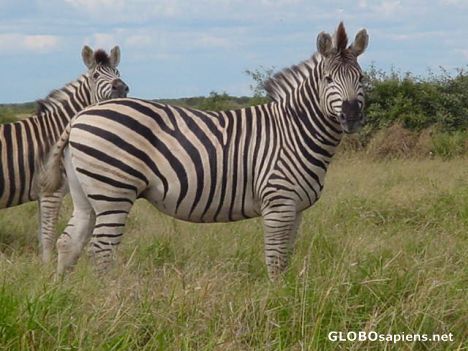 Postcard Zebra - Moremi Game Reserve