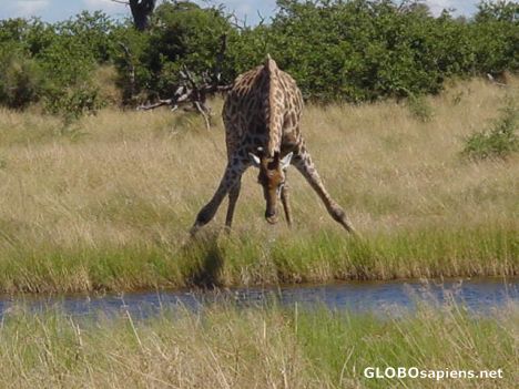 Postcard Giraffe - Moremi Game Reserve