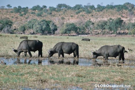 Postcard Water Buffalos grazing on Chobe River front