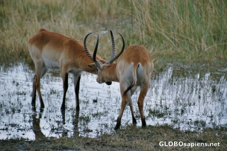 Postcard Lechwe Antelopes fighting