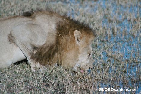 Postcard Drinking Lion