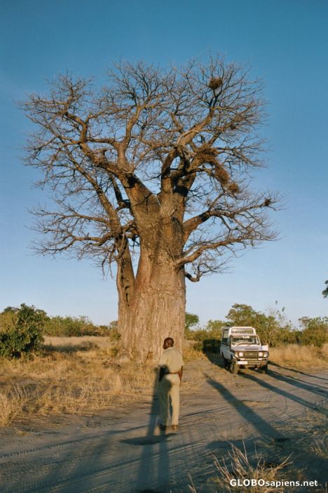 Postcard Beobab tree in Chobe Nationalpark
