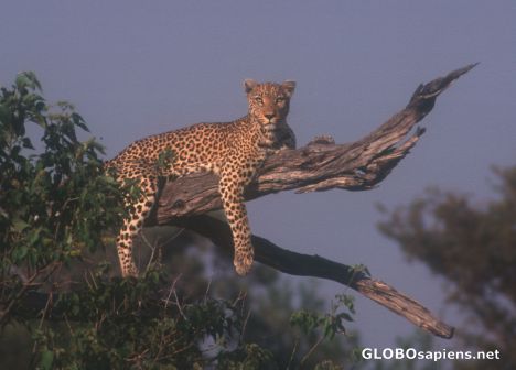 Postcard Watching Leopard