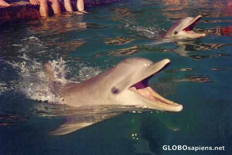Postcard Dolphin Experience 4o7 Smile
