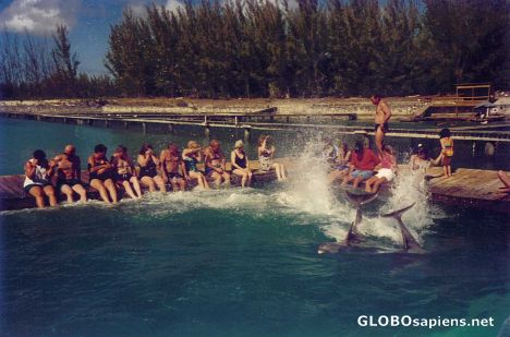 Postcard Dolphin Experience 3o7 Splash